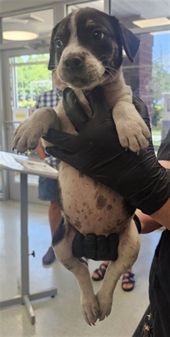 PUPPY 3 - Pointer for adoption in Wilmington