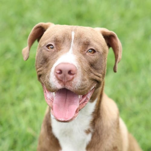 DUKE - Pit Bull Terrier for adoption in Wilmington
