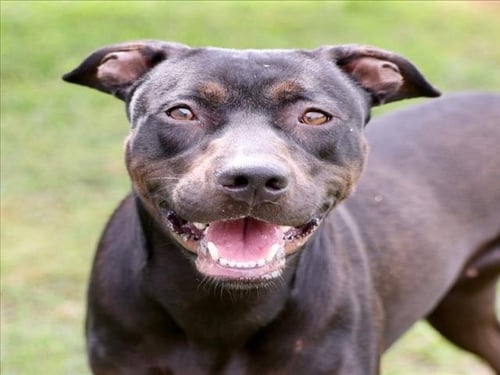 A517089 - Pit Bull Terrier for adoption in Wilmington