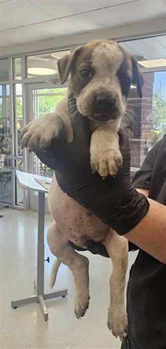 PUPPY 5 Image