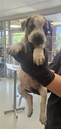 PUPPY 5 - Photo 1