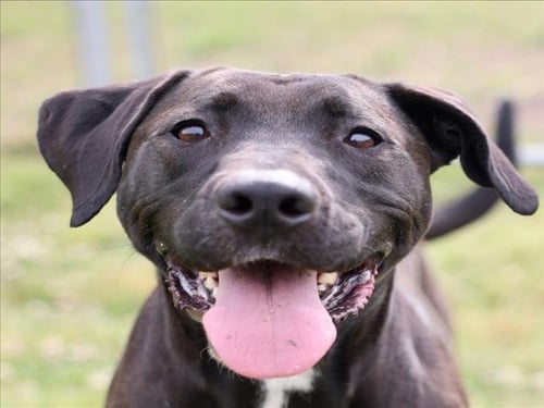 ARIEL - Labrador Retriever for adoption in Wilmington