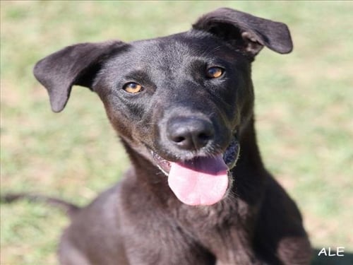 A519007 - Labrador Retriever for adoption in Wilmington