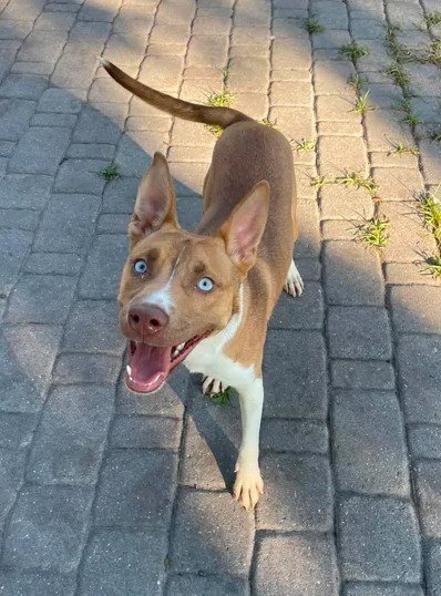 MUNCHIE - Husky for adoption in Wilmington