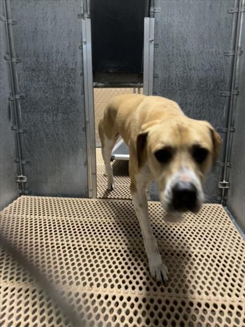 A516640 - Boxer for adoption in Wilmington