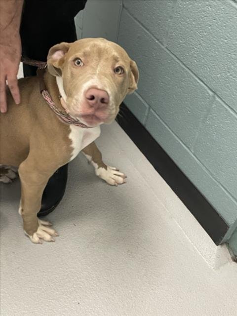 A524078 - Pit Bull Terrier available for adoption