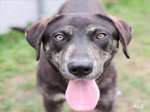 A519009 - Labrador Retriever for adoption in Wilmington