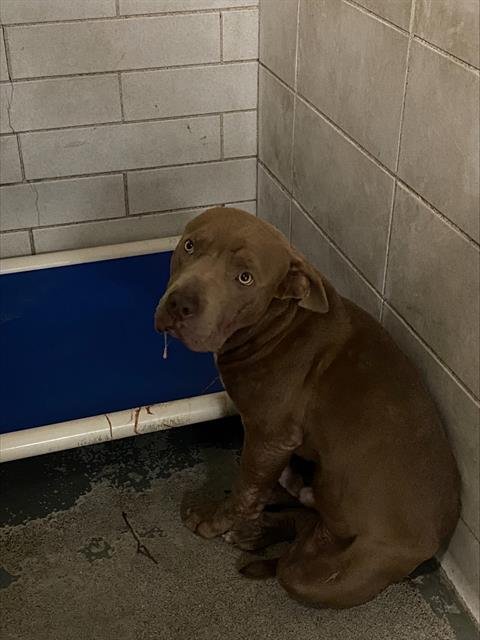 CLIFFORD - Pit Bull Terrier available for adoption