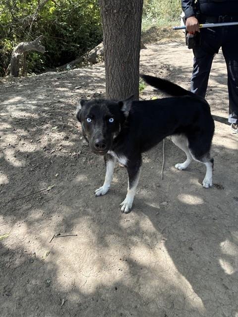 BENDER - Siberian Husky available for adoption