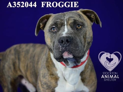 FROGGIE - Pit Bull Terrier available for adoption