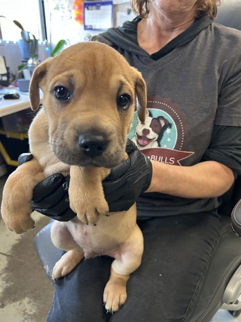 A370125 - Terrier available for adoption