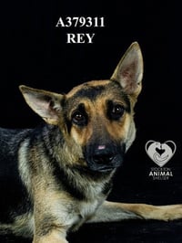 REY - Photo 1