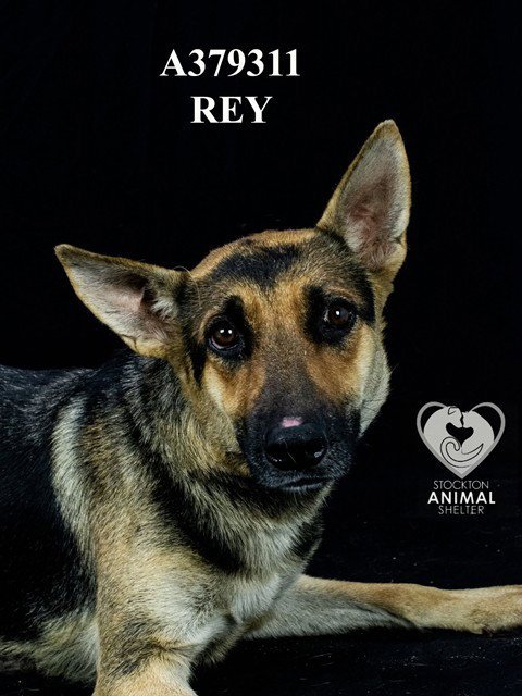 REY - German Shepherd Dog available for adoption