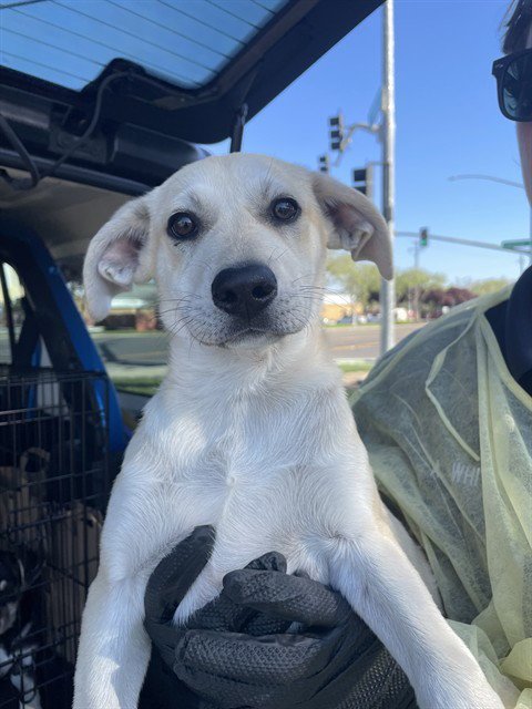 DESPEREAUX - Labrador Retriever available for adoption