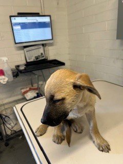 TINKY-WINKY - German Shepherd Dog available for adoption