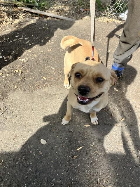 NIBBLER - Pug / Beagle available for adoption