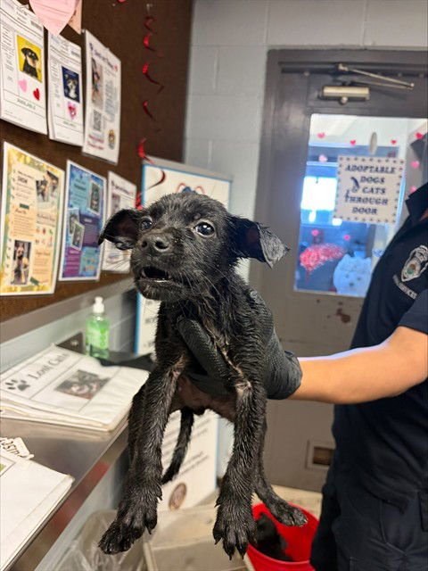 PRINCESS ATTA - German Shepherd Dog available for adoption