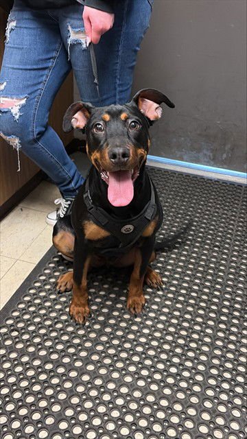 SUSIE - Doberman Pinscher available for adoption