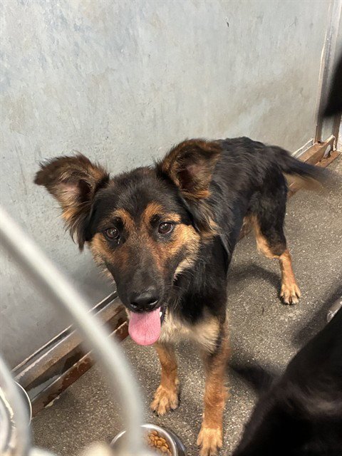 DARLA - Australian Shepherd available for adoption