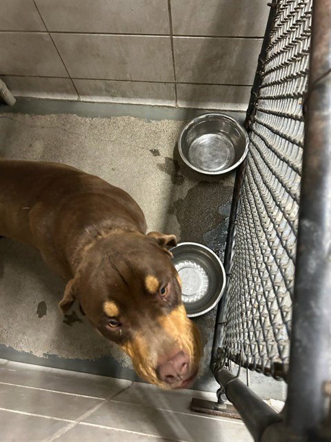 NUKA - Rottweiler / Pit Bull Terrier available for adoption