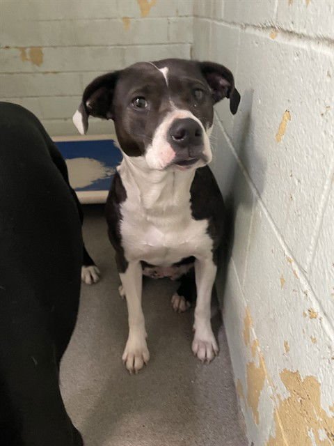 ASALI - Labrador Retriever available for adoption