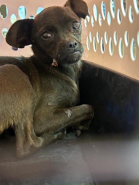 A366675 - Chihuahua / Pug available for adoption