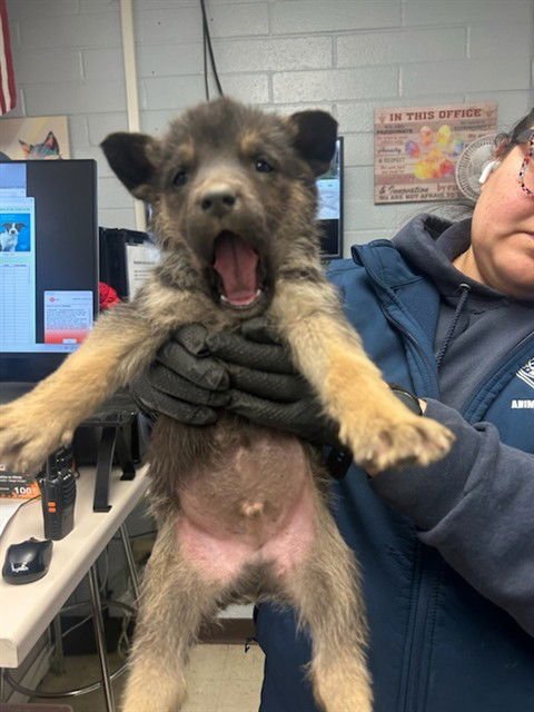 VERONICA - German Shepherd Dog available for adoption