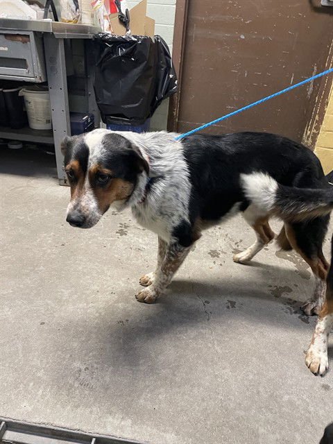 NORTH - Border Collie available for adoption