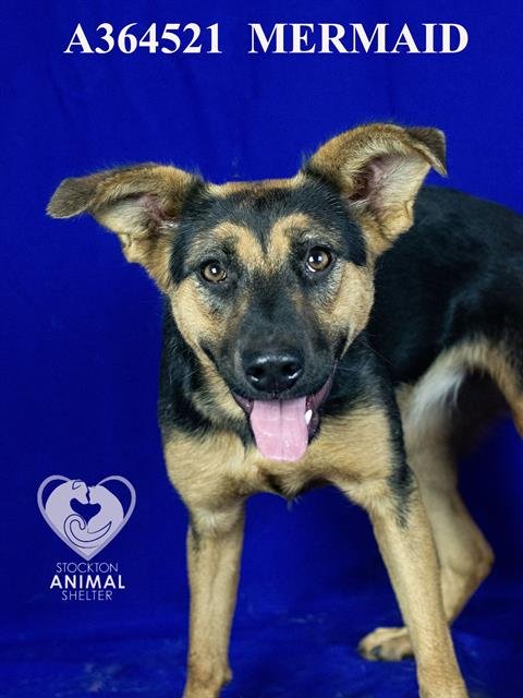MERMAID - German Shepherd Dog available for adoption