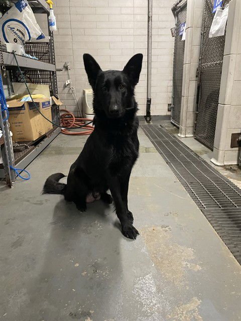 MYTHIC - German Shepherd Dog available for adoption