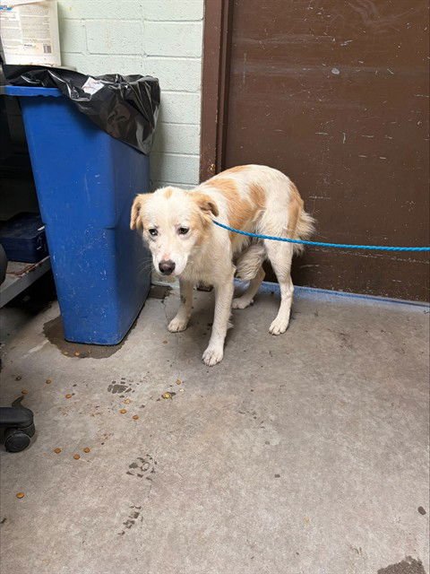 VITANI - Border Collie available for adoption