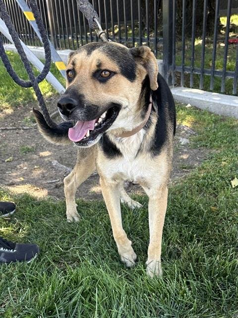 BUDDY - German Shepherd Dog available for adoption