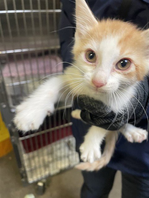 OLIVIA - Domestic Long Hair for adoption in Stockton