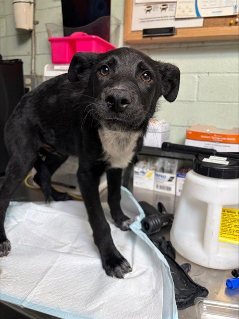 RALPHIE - Border Collie available for adoption