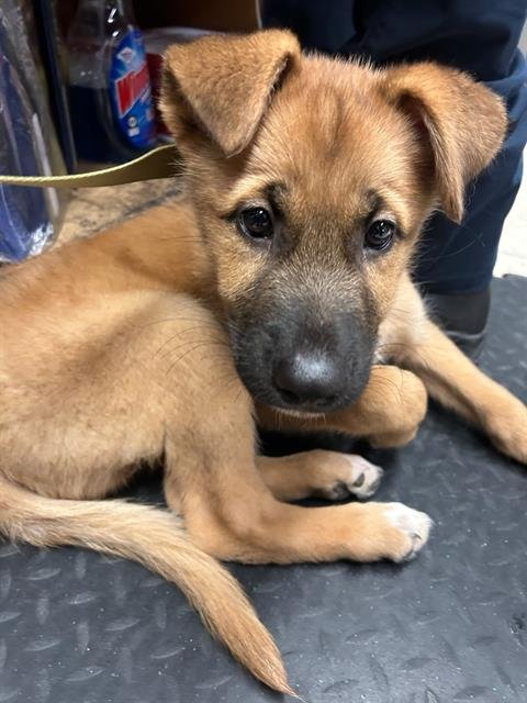 MARKIE MARK - German Shepherd Dog available for adoption