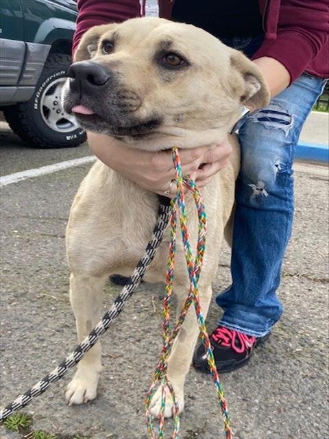 PRINCESSA - German Shepherd Dog available for adoption