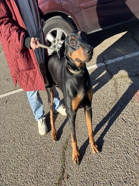 ROWEN - Doberman Pinscher available for adoption