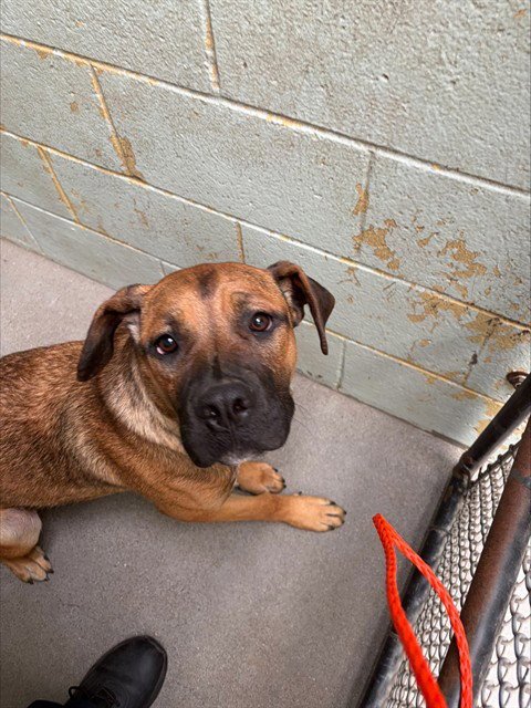 KATE - Mastiff available for adoption