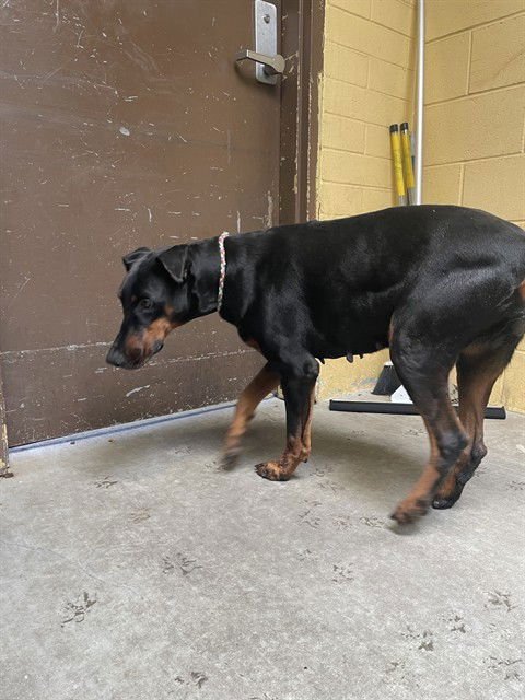 VIVIAN - Doberman Pinscher available for adoption