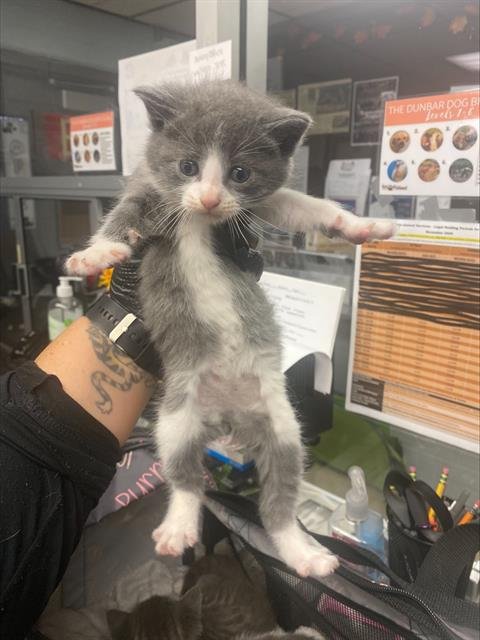 JOE (BLUE COLLAR) - Domestic Short Hair available for adoption