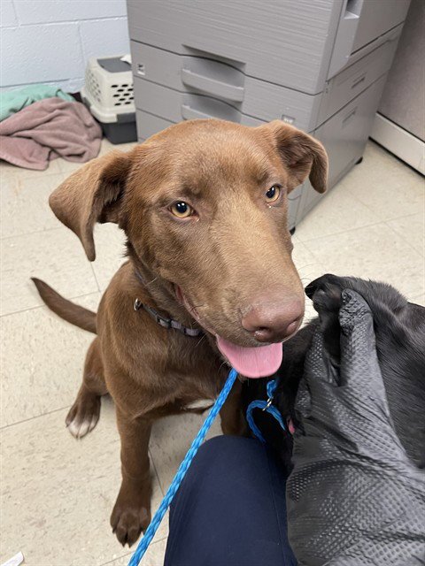 PUMA - Labrador Retriever available for adoption