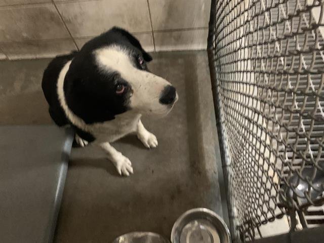 SPIKE - Border Collie available for adoption