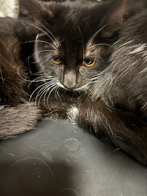 TINA - Domestic Short Hair available for adoption