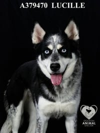 LUCILLE - Photo 1