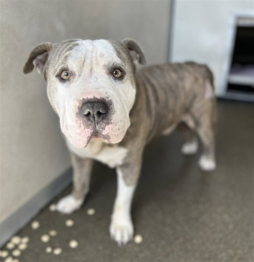 CHEESE - English Bulldog available for adoption