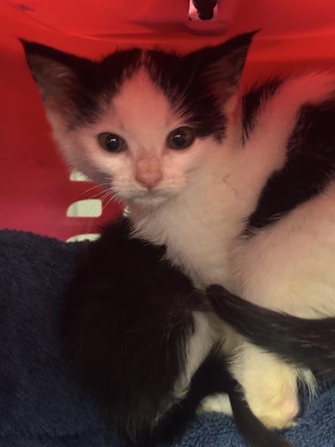 A369636 - Domestic Short Hair available for adoption