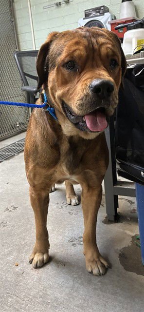 OBITO - Mastiff available for adoption