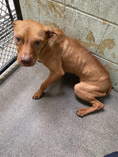 BINDI - Vizsla for adoption in Stockton