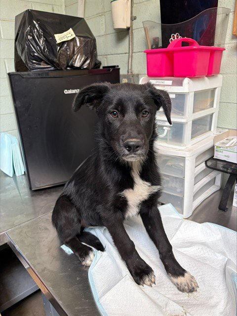 DOROTHY ANN - Border Collie available for adoption