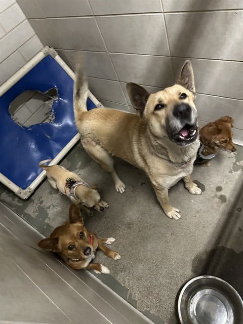 RAMONA - German Shepherd Dog for adoption in Stockton